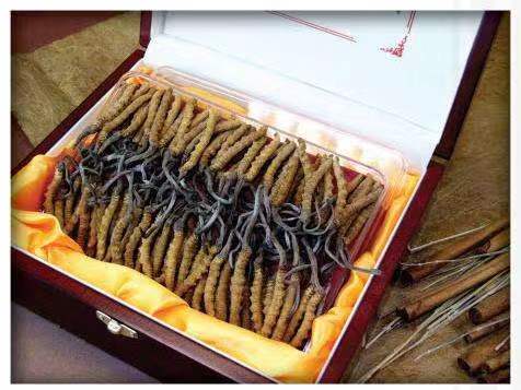 深圳冬虫夏草回收